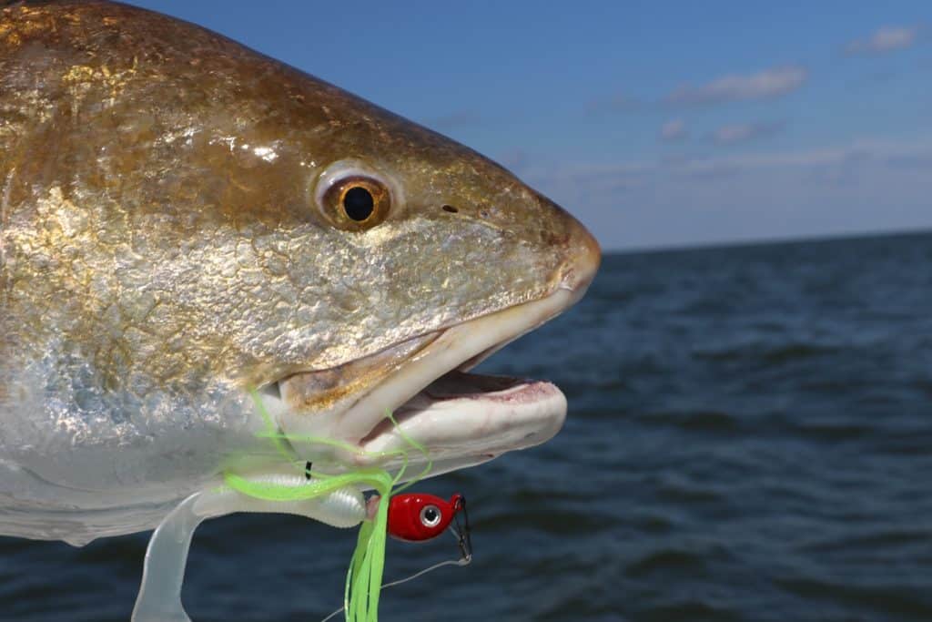 Louisiana redfish free for all — a bull red