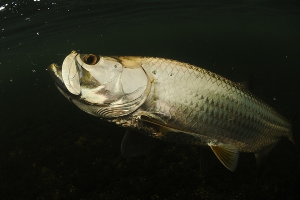 Tarpon fish caught saltwater fishing