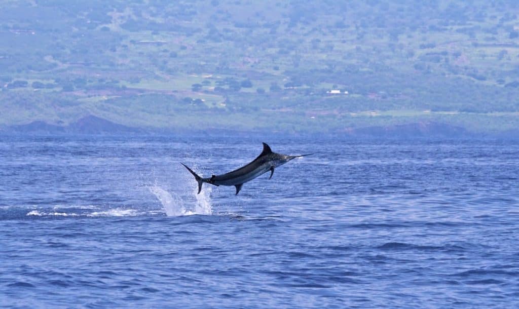 Jumping blue marlin