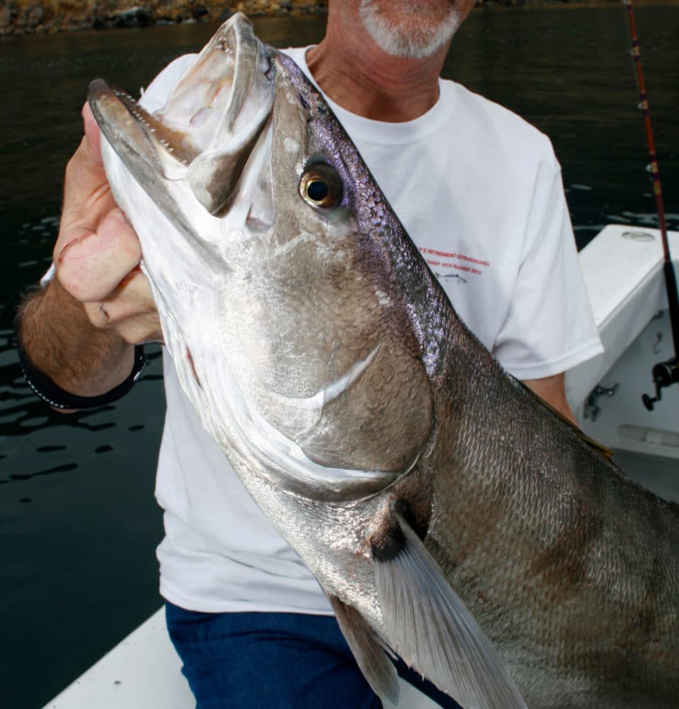 White seabass caught in kelp bed