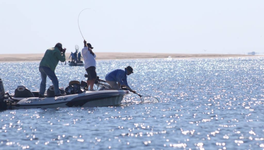 Louisiana redfish free for all — landing a bull