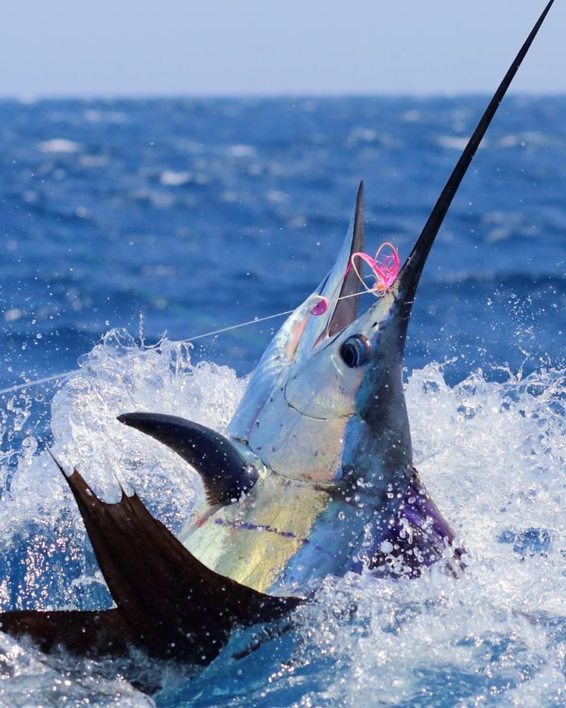 Jumping sailfish caught on fly while flyfishing in Guatemala