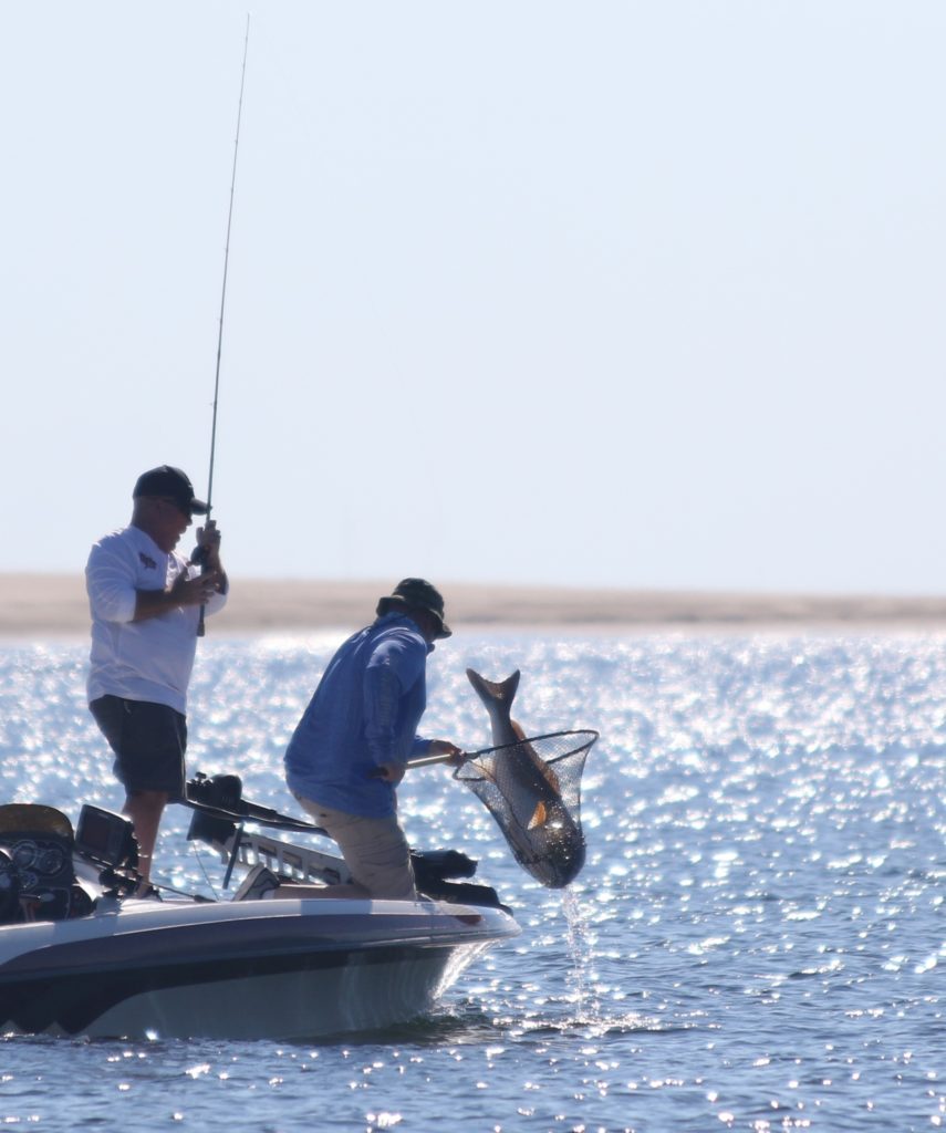 Louisiana redfish free for all — landing a bull