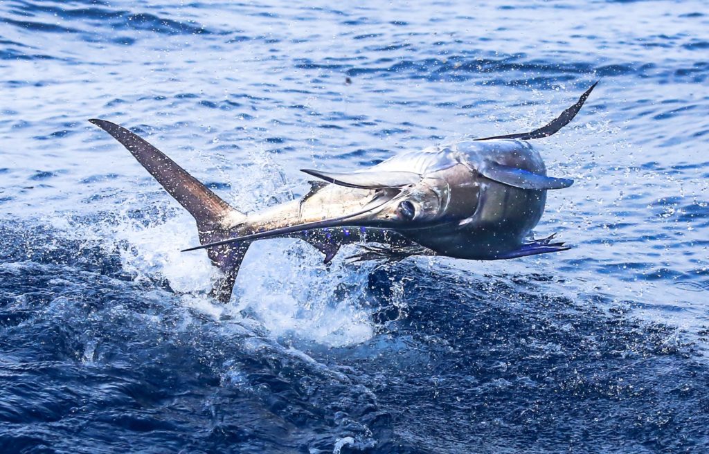 Billfish Action off Angola - a sailfish