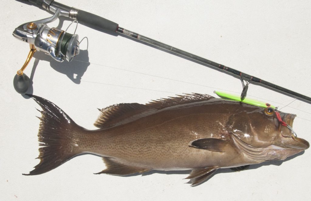 Grouper caught deep sea fishing saltwater spinning reel