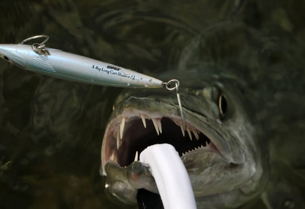 Barracuda caught on a Rapala plug