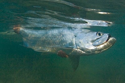 Tarpon fish underwater