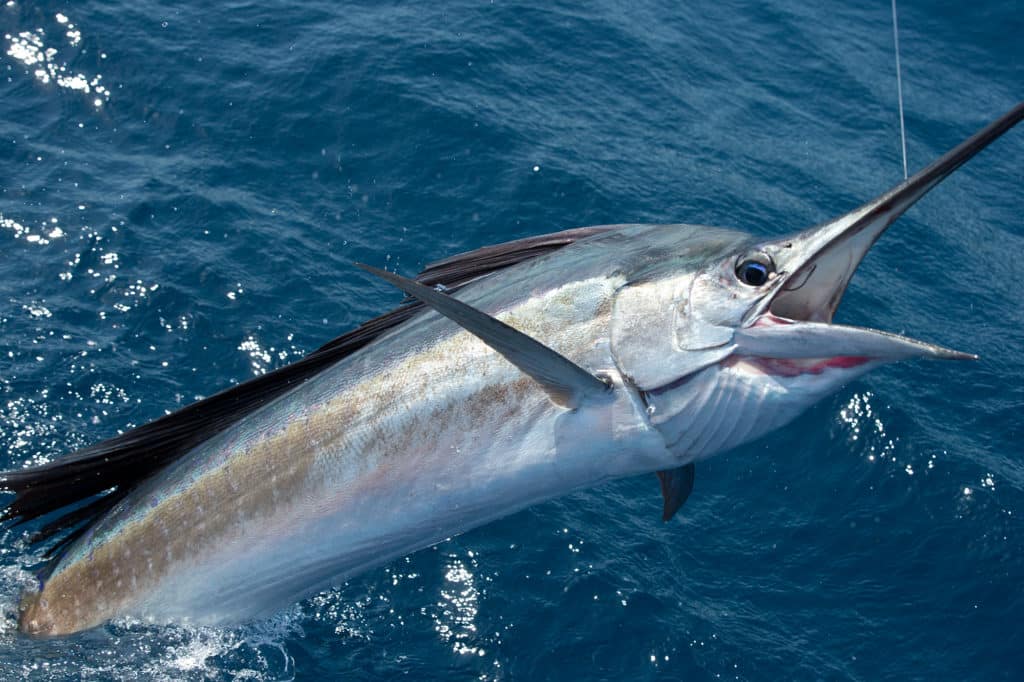 Sailfish