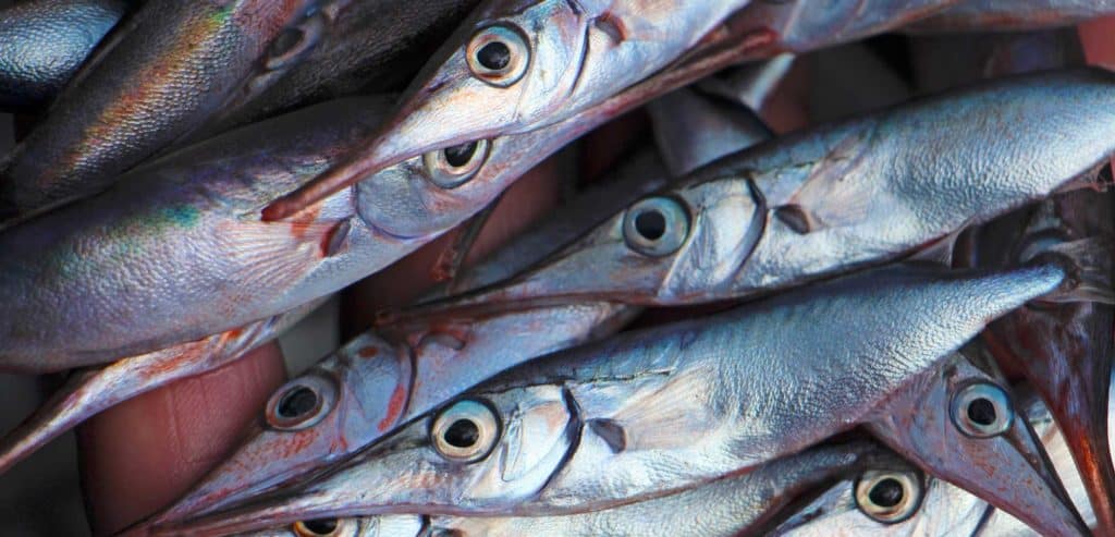 Snipefish (Macroamphosus scolopax) in numbers never seen here before have dominated the biomass landscape of the Azores during the last two years.