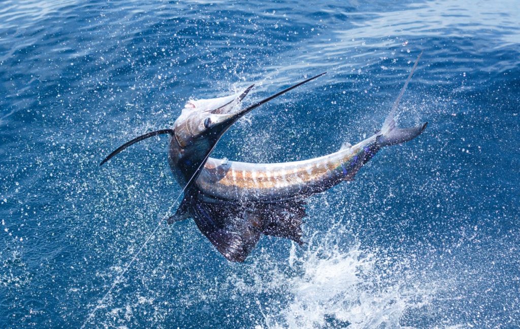 Billfish Action off Angola - a sailfish