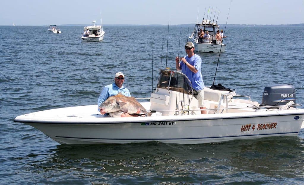 A black drum fish in chesapeake bay.