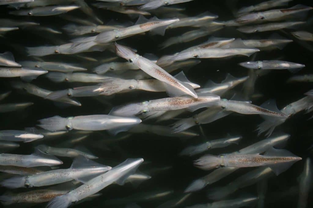 Large school of squid