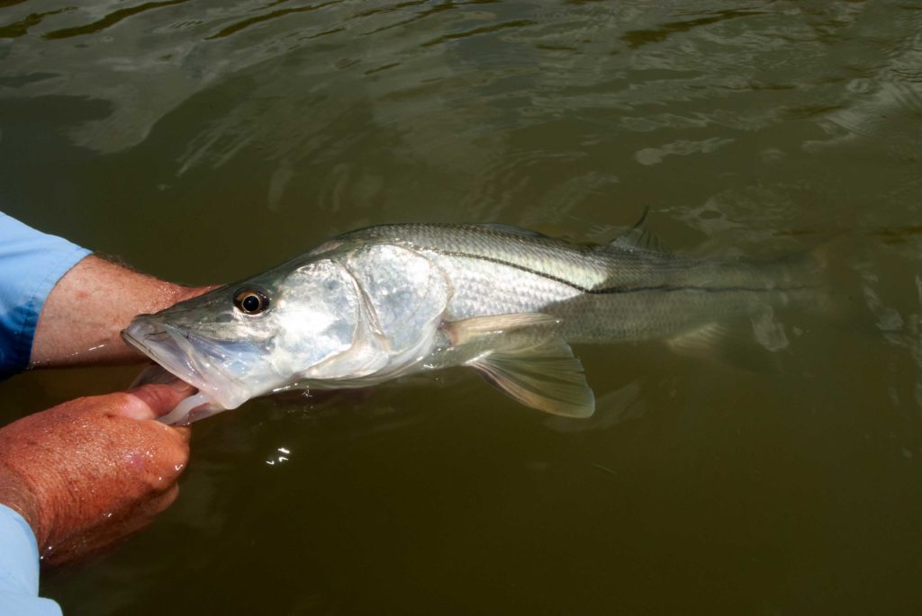 Snook caught using live bait