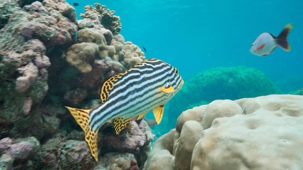 Fish around Alphonse Island