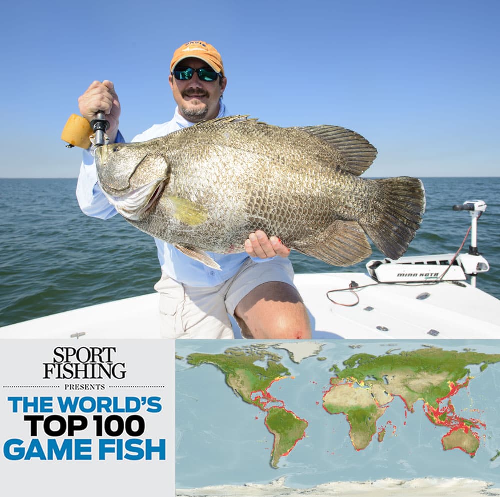 tripletail