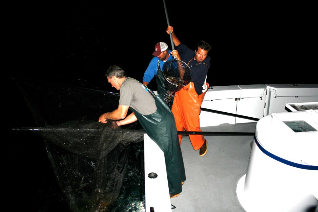 Fishing for yellowtail at night