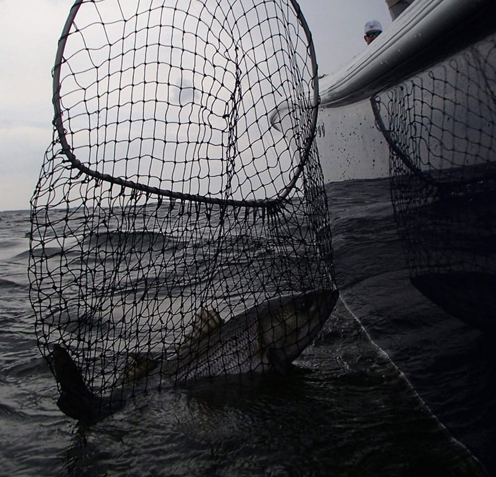 Bunker caught in a net