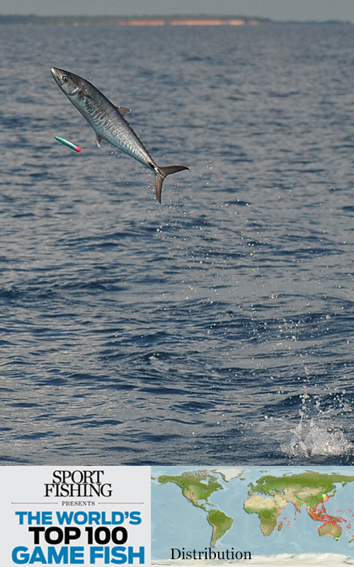 narrowhead mackerel