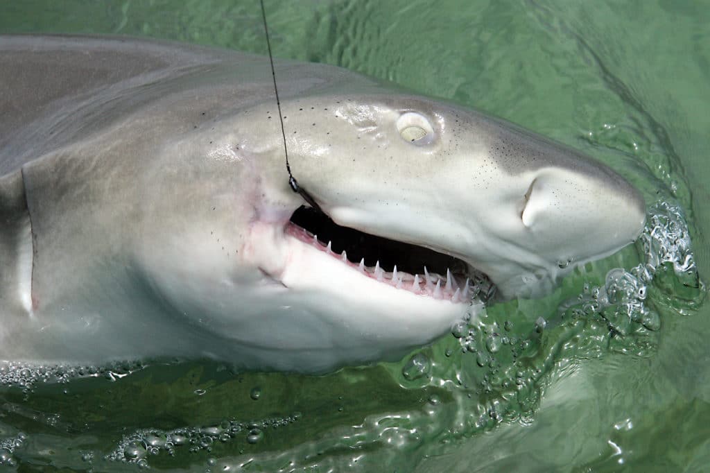 Lemon Shark