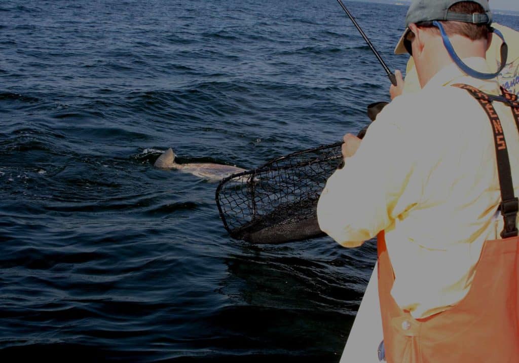 A black drum fish in chesapeake bay.