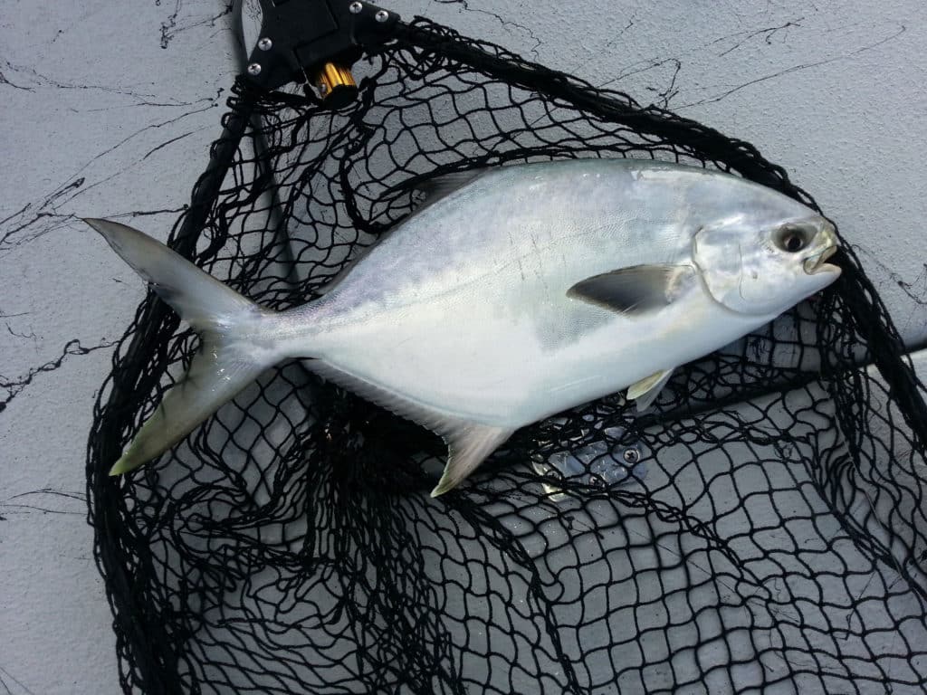 Nice pompano caught using light tackle