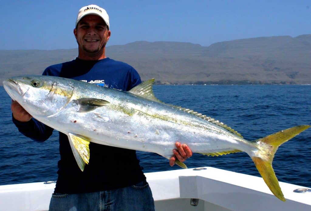 Nice sized yellowtail caught in California