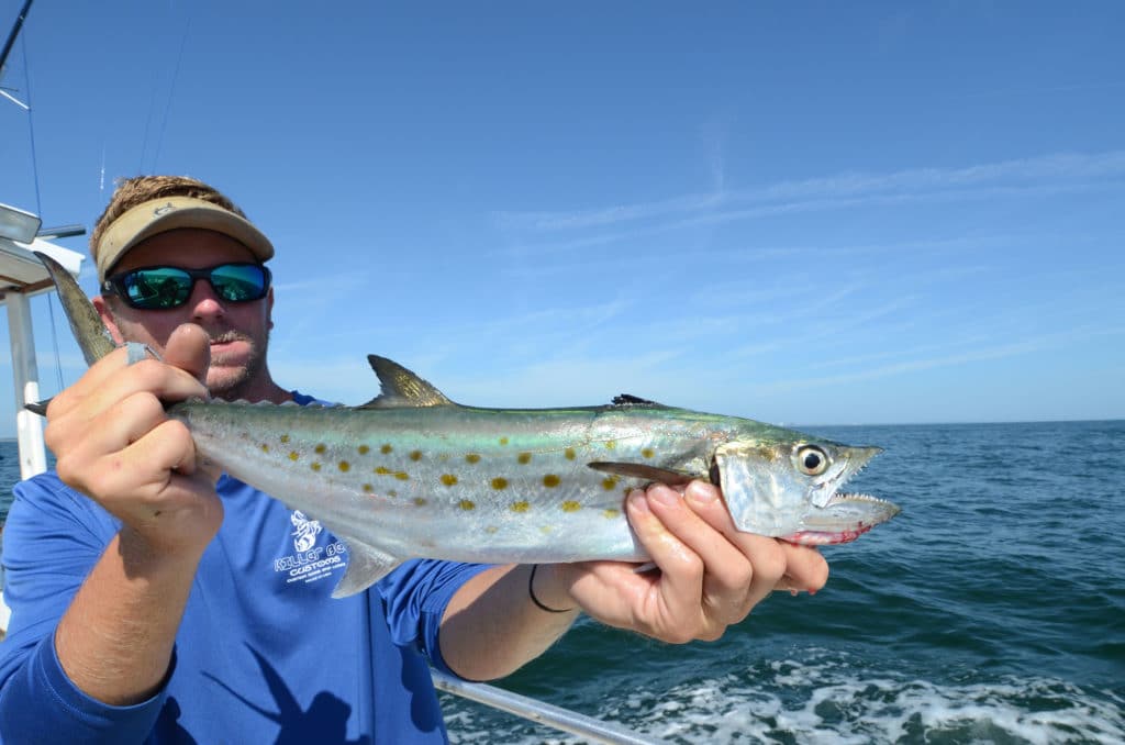 Nice mackerel on the boat