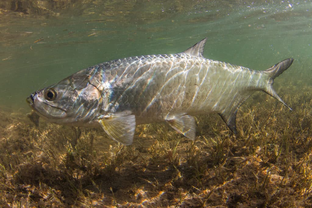 Tarpon