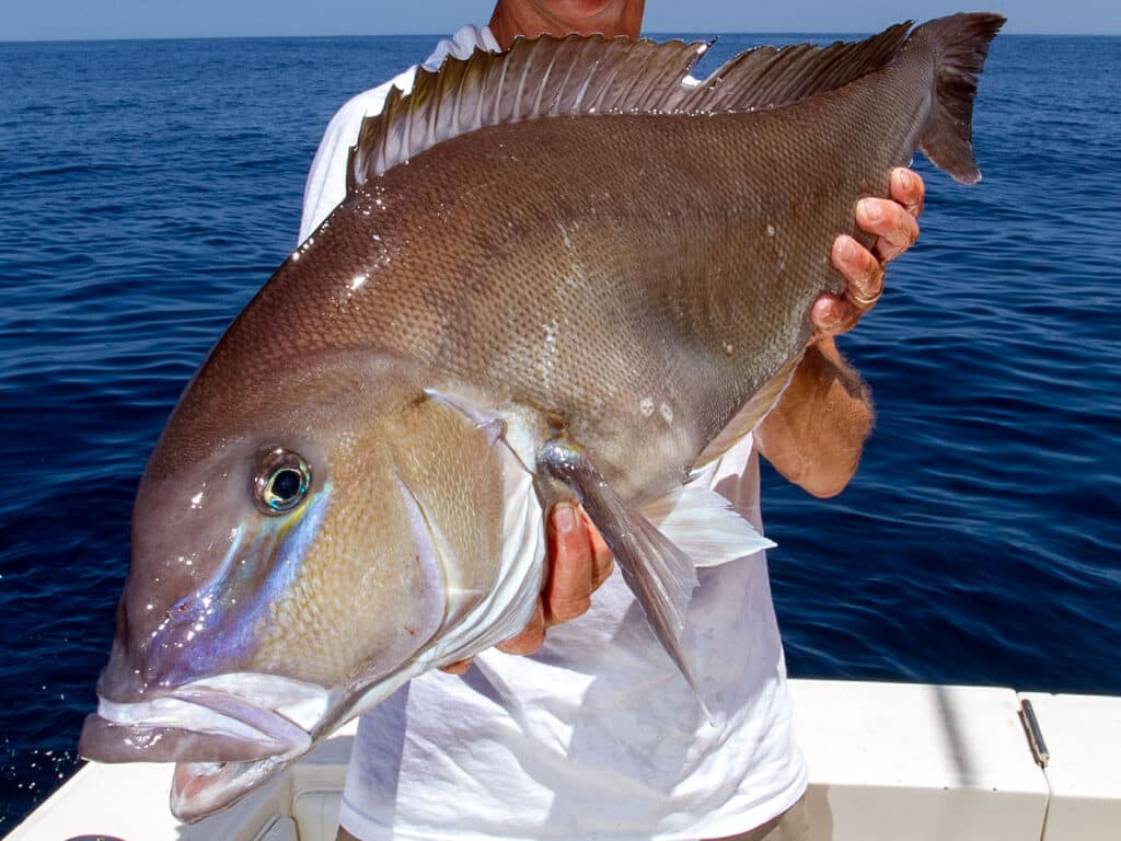 Atlantic Blueline Tilefish