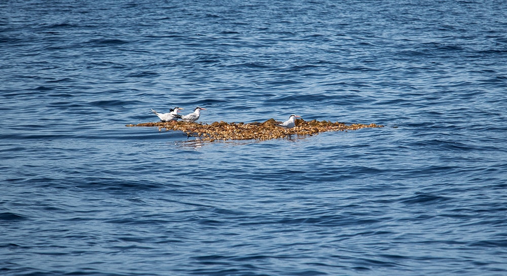 terns on debris patch