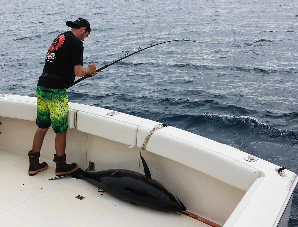 bluefin tuna in boat