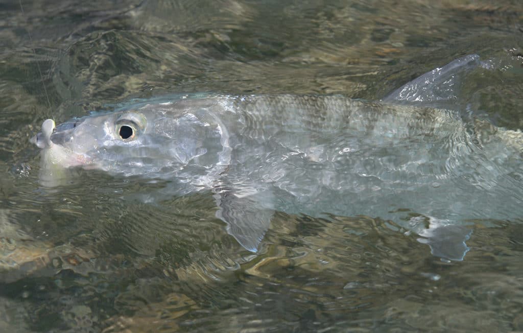 bonefish catch