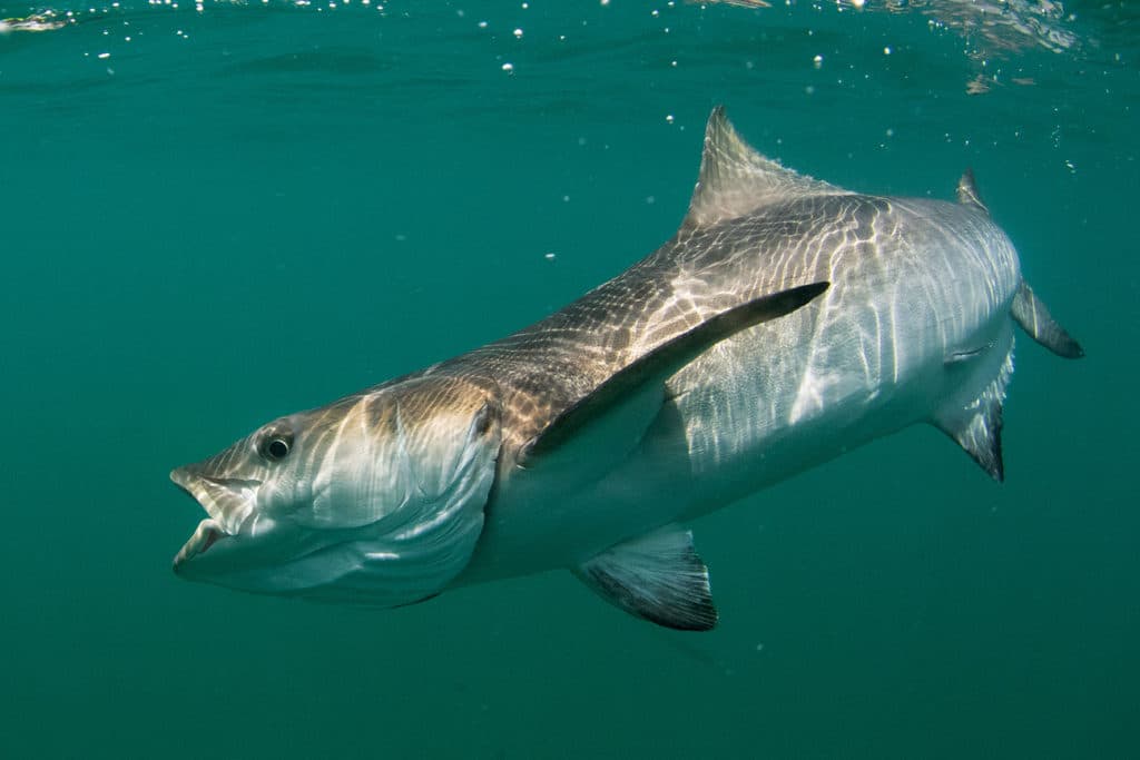 underwater cobia near the boat