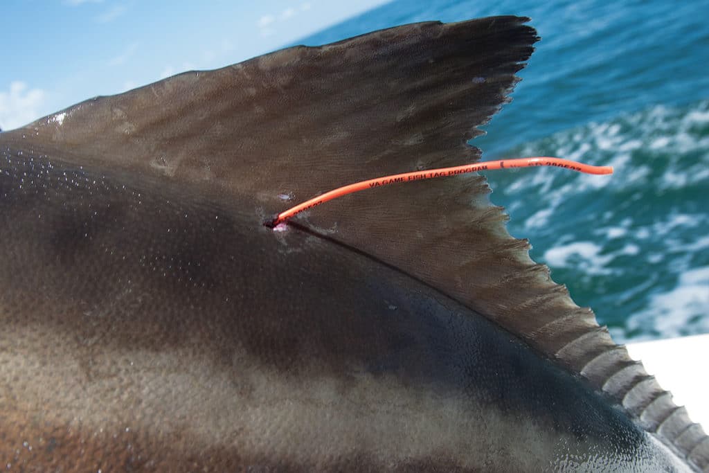 cobia tag