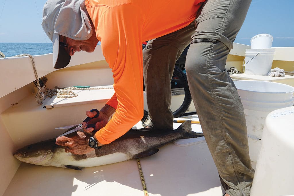 tagging a cobia