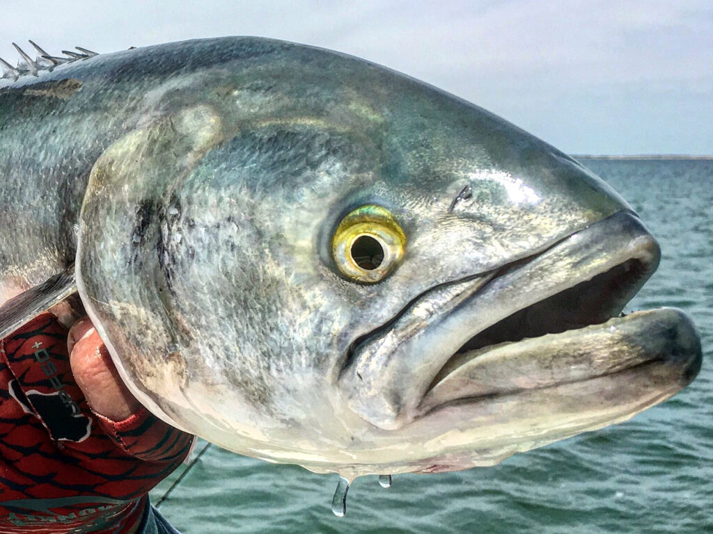 bluefish catch