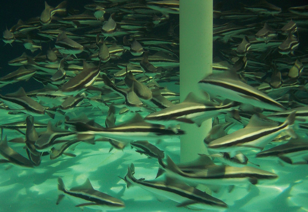 cobia aquaculture