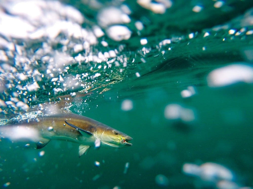 sight fished cobia at the surface