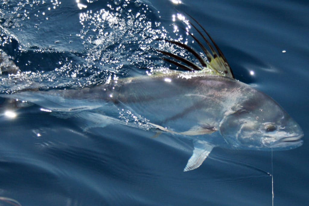 Roosterfish caught fishing Crocodile Bay Resort Costa Rica