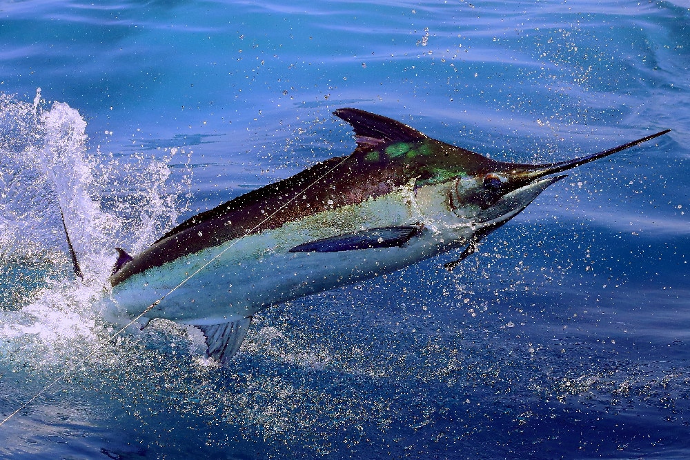 Jumping marlin fishing Guatemala