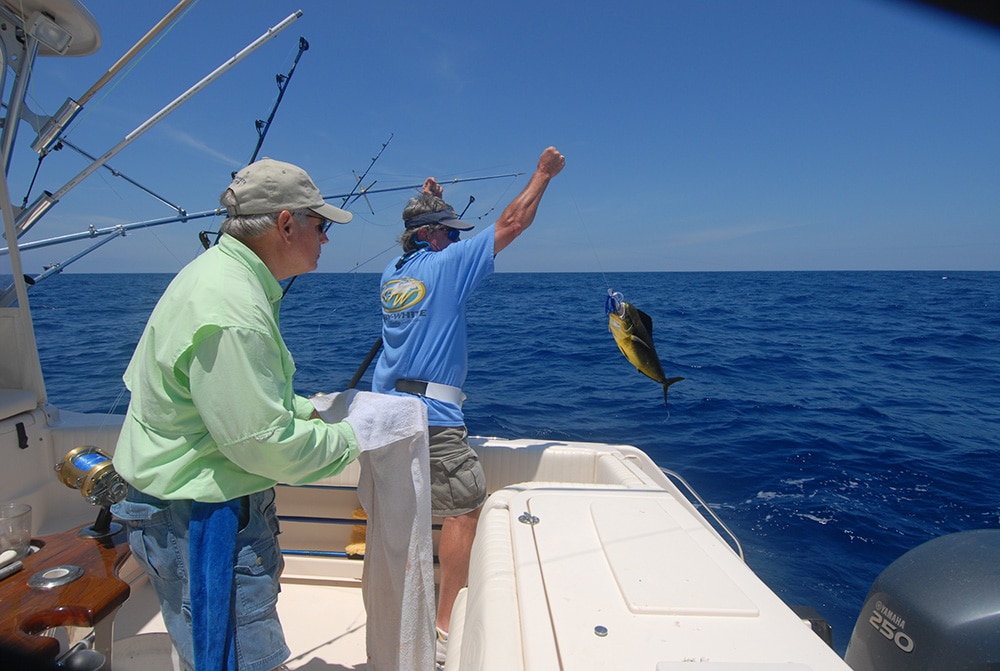 dolphin catch offshore