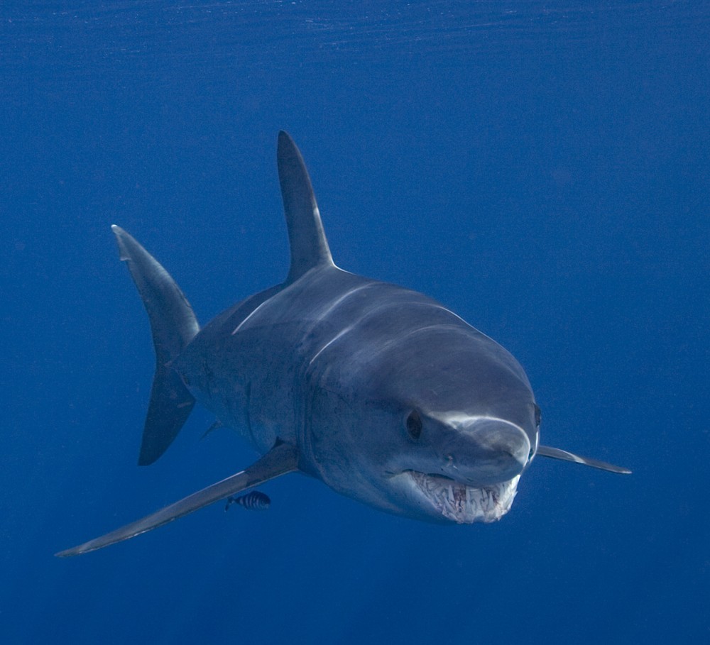 Mako! Supershark of the World's Oceans