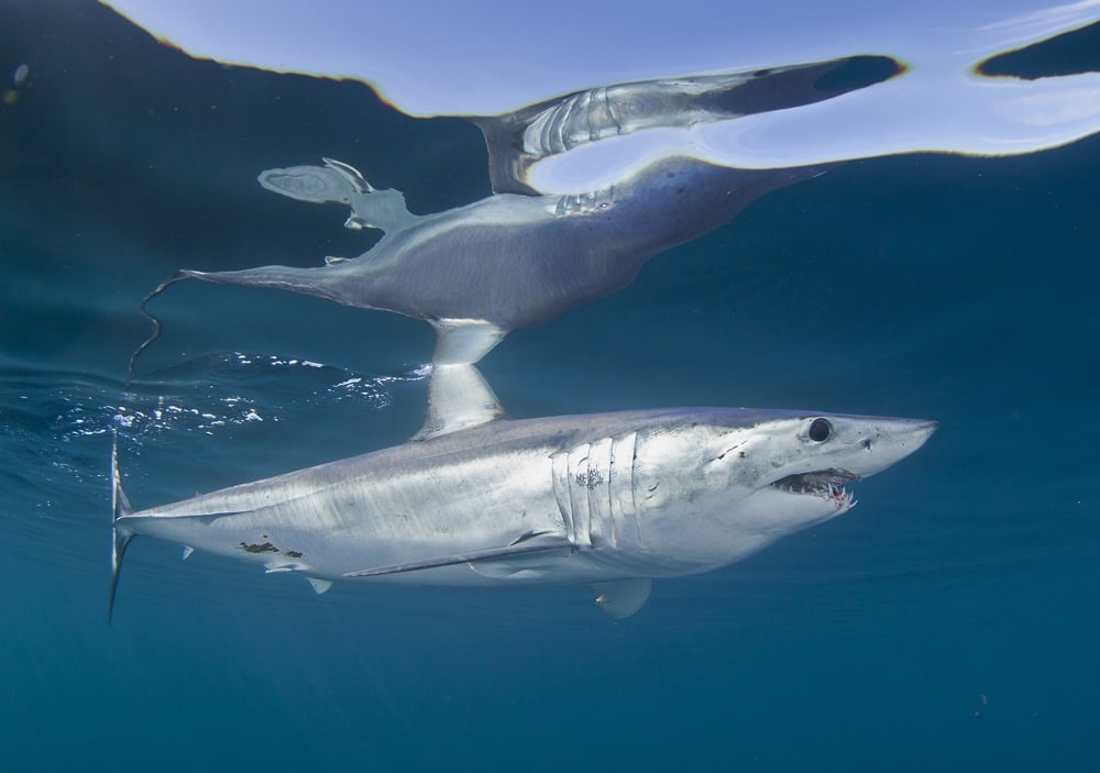 Mako! Supershark of the World's Oceans