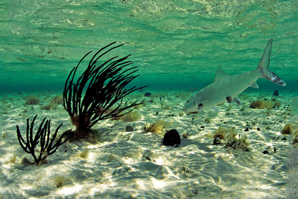 bonefish waiting to ambush prey