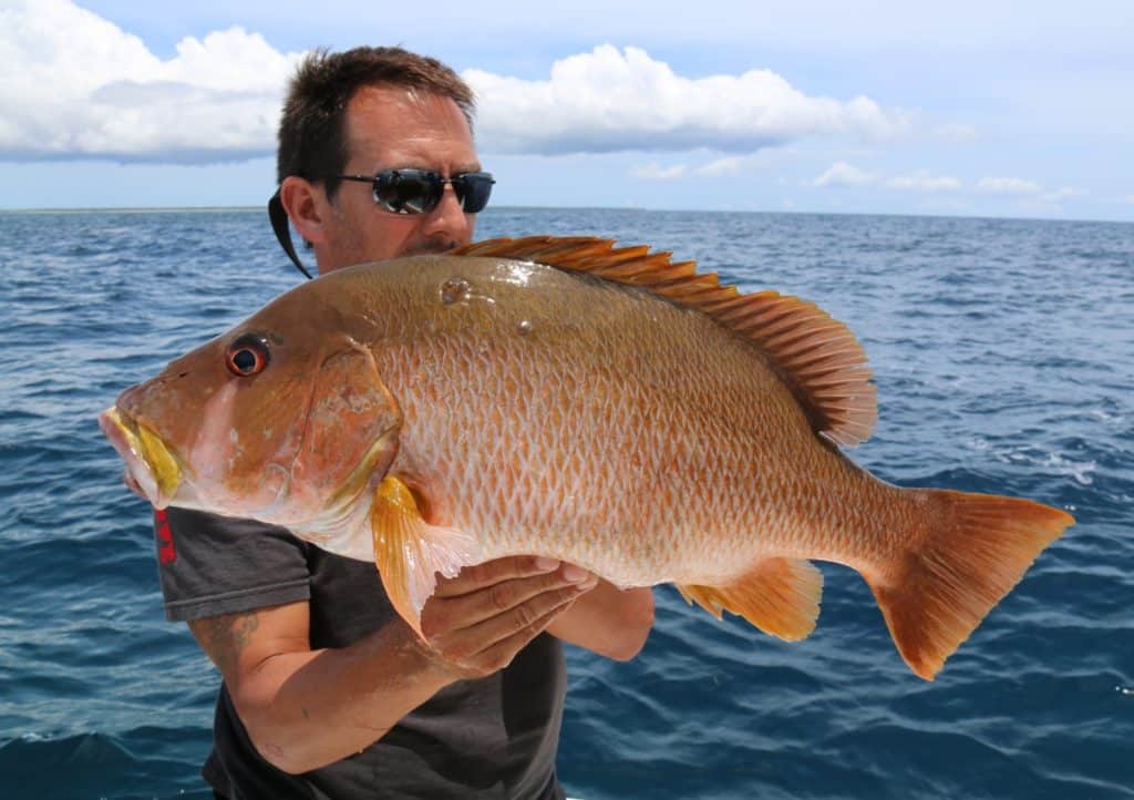 Atlantic dog snapper