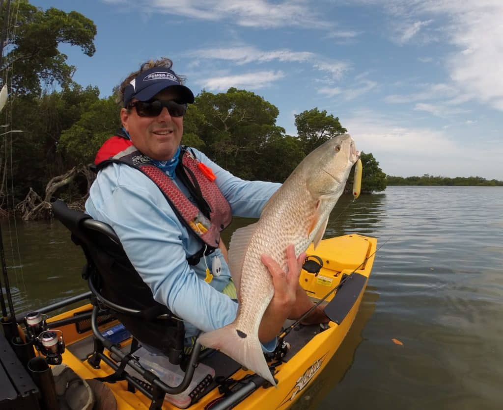 red drum on a surface lure, southwest florida