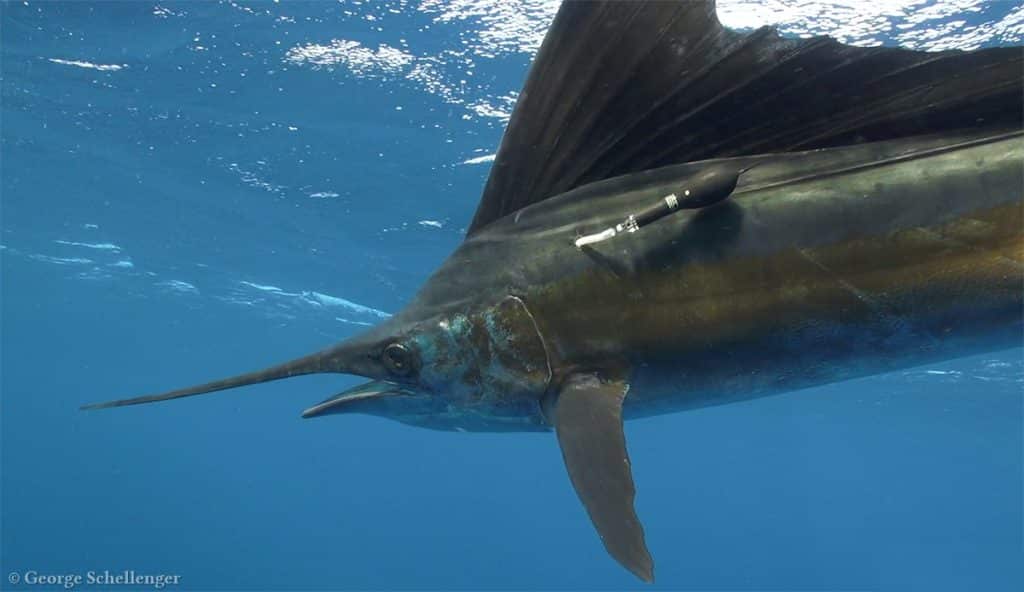 Sailfish study reveals secrets - closeup of satellite tag