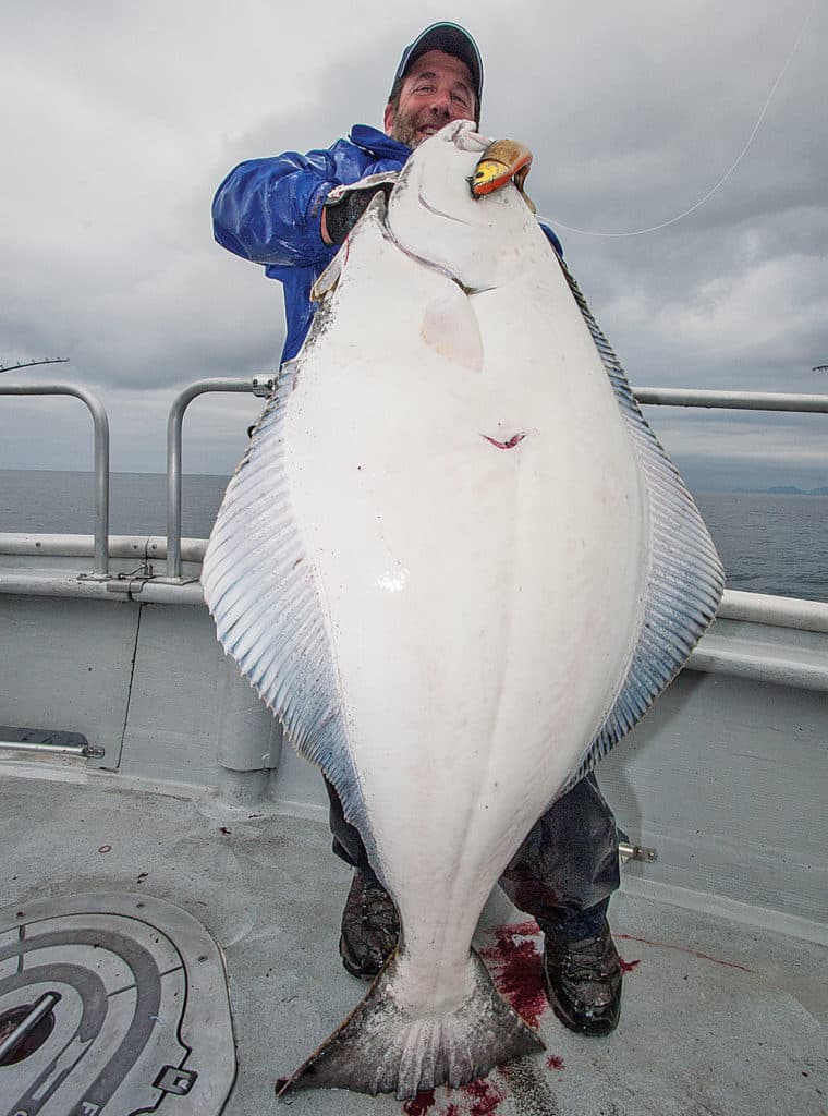 big alaskan halibut