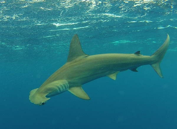 Hammerhead shark