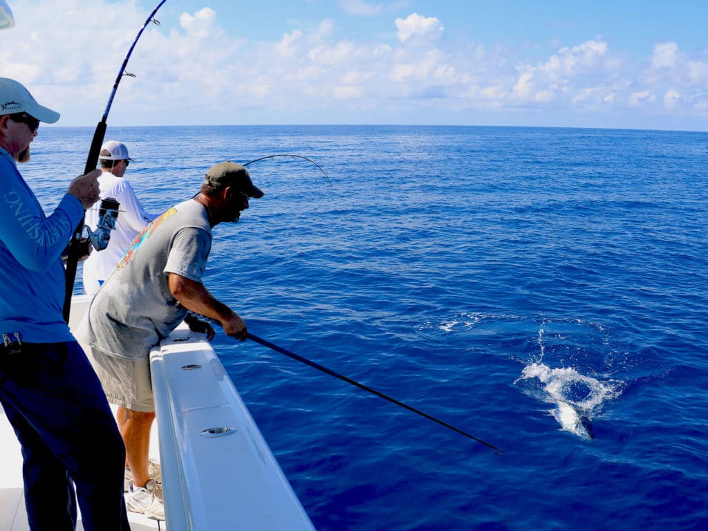 blackfin fishing